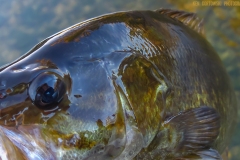 IMG_0900_smallie_closeup_lores