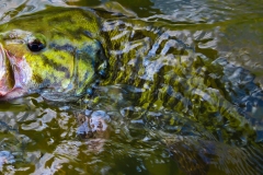 IMG_1384_smallie_closeup_lores