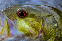 IMG_1397_smallie_closeup_lores