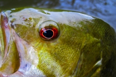 IMG_1459_smallie_closeup_lores