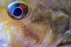 IMG_3932_pastel_smallie_lores