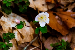 IMG0454_unknown_flower_lores