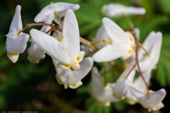 IMG1032_dutchmans_breeches_lores