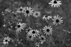 IMG1664_wildflowers_BW_lores