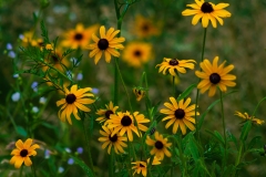 IMG1664_wildflowers_lores