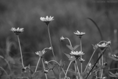 IMG1669_wildflowers_BW_lores