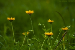 IMG1669_wildflowers_lores