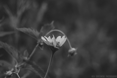 IMG1671_wildflowers_BW_lores