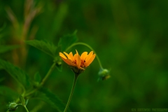 IMG1671_wildflowers_lores