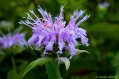 IMG2991_wildflower_lores