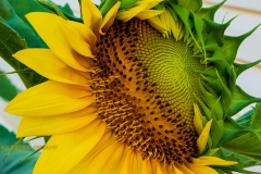 IMG3025_lores