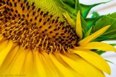 IMG3029_lores