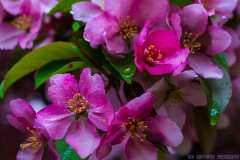 IMG3905_pink_tree_flowers_lores
