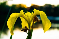 IMG4326_day_lily_lores