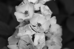 IMG4378_white_flowers_BW_lores