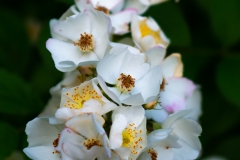 IMG4378_white_flowers_lores