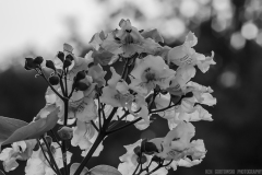 IMG4391_blue_white_flowers_BW_lores