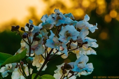 IMG4391_blue_white_flowers_lores