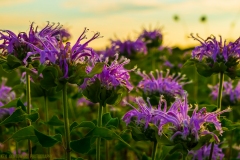 IMG5468_silver_springs_flowers_lores