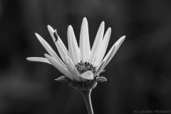 IMG6512_wildflower_fly_BW_lores