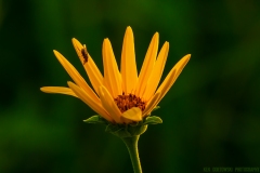 IMG6512_wildflower_fly_lores