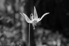 IMG7573_Trout_Lily_BW_lores