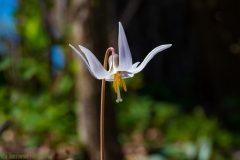 IMG7573_Trout_Lily_lores