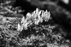 IMG7597_Dutchmans_Breeches_BW_lores