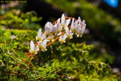 IMG7597_Dutchmans_Breeches_lores