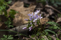 IMG8277_fly_flower_lores