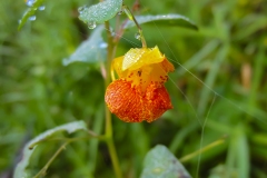 IMG_0914_damp_flower_lores