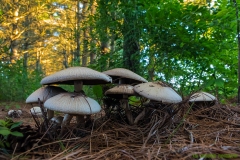 IMG3047_fungus_caps_lores