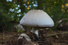 IMG3052_fungus_caps_lores
