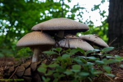 IMG3053_fungus_caps_lores