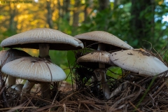 IMG3057_fungus_caps_lores