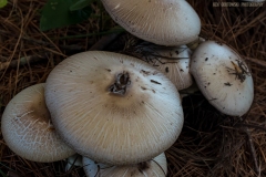 IMG3060_fungus_caps_lores