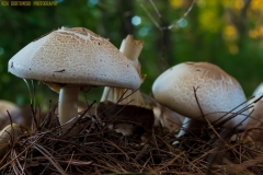 IMG3062_fungus_caps_lores