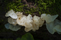 IMG4656_sponge_fungus_lores
