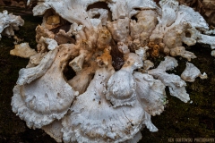 IMG5605_spring_fungus_lores