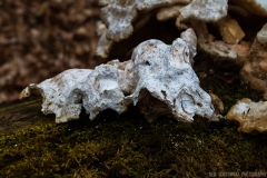 IMG5609_spring_fungus_lores