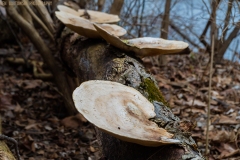 IMG5616_spring_fungus_lores