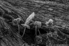IMG6281_old_fungus_BW_lores