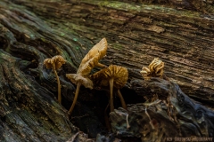 IMG6281_old_fungus_lores