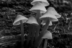 IMG6296_yellow_fungus_BW_lores