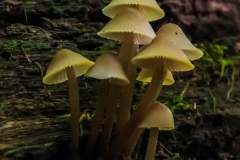 IMG6296_yellow_fungus_lores