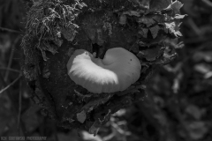 IMG7145_fungus_nest_BW_lores