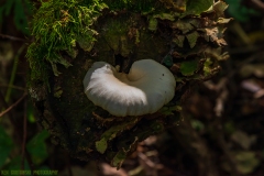 IMG7145_fungus_nest_lores