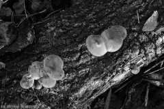 IMG7339_slime_fungus_BW_lores