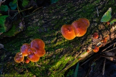 IMG7339_slime_fungus_lores
