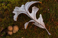 IMG7391_fungus_leaf_lores
